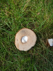 Boletus reticulatus