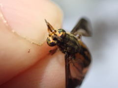 Chrysops striatus