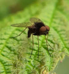 Chrysopilus proximus