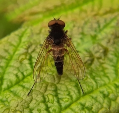 Chrysopilus proximus