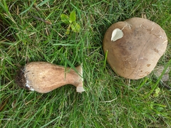 Boletus reticulatus