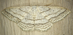 Scopula ancellata