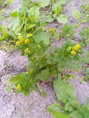 Matricaria discoidea