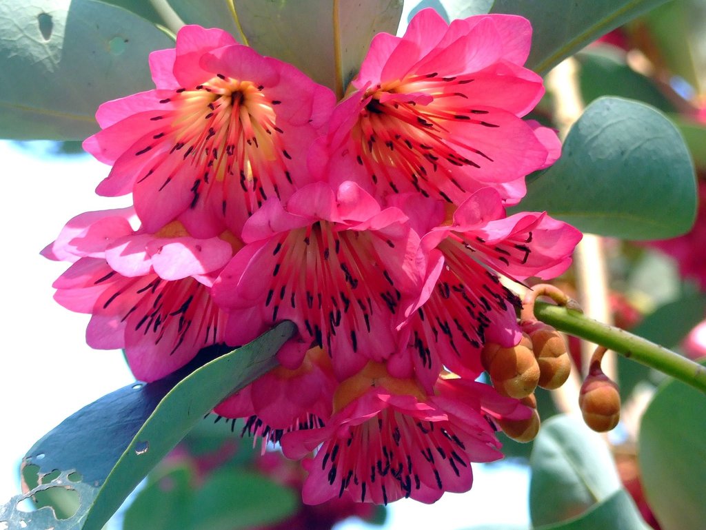 Rhodoleia