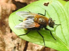 Mesembrina decipiens