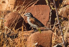 Emberiza capensis bradfieldi