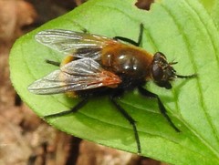 Mesembrina decipiens