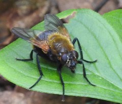 Mesembrina decipiens