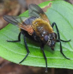 Mesembrina decipiens