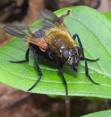 Mesembrina decipiens