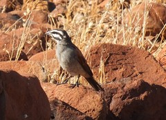 Emberiza capensis bradfieldi