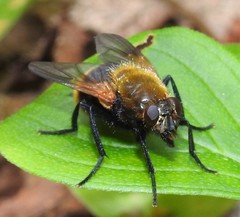 Mesembrina decipiens