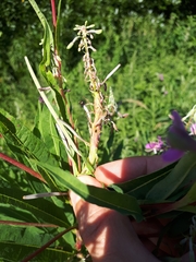 Mompha sturnipennella