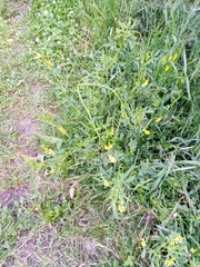 Melilotus officinalis