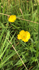 Ranunculus acris