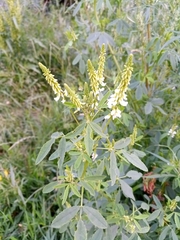 Melilotus albus