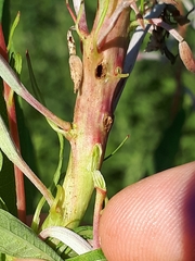Mompha sturnipennella