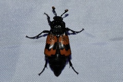 Nicrophorus investigator