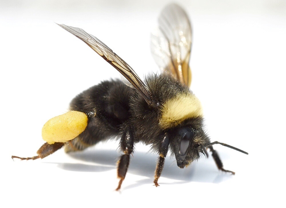 Photos of Bumble Bees (Genus Bombus) · iNaturalist