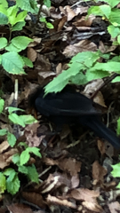 Turdus merula