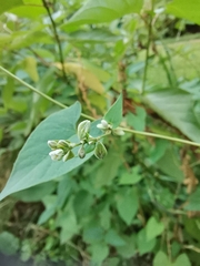 Fallopia convolvulus