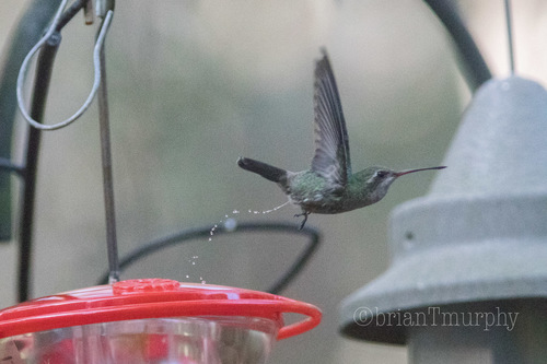 Broad-billed Hummingbird photographed in North Carolina