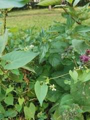 Fallopia convolvulus