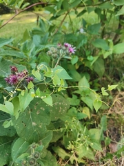 Fallopia convolvulus