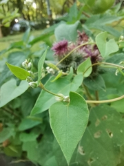 Fallopia convolvulus