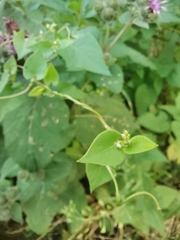 Fallopia convolvulus