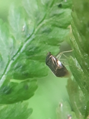 Monalocoris filicis