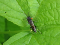 Macrophya ribis