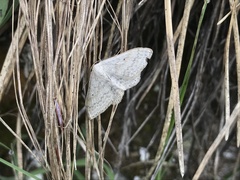 Scopula incanata
