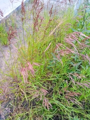Bromus inermis