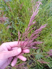 Bromus inermis