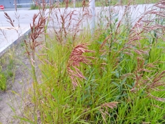 Bromus inermis