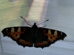 Aglais urticae