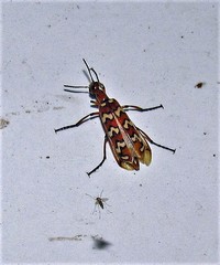Pyrota centenaria