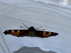 Aglais urticae