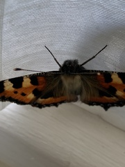 Aglais urticae