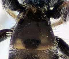 Lasioglossum semilucens