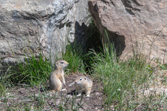 Urocitellus undulatus