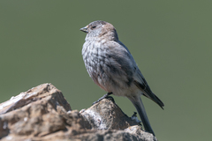 Leucosticte brandti