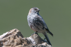 Leucosticte brandti
