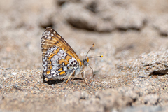 Melitaea cinxia
