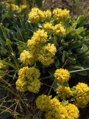 Eriogonum flavum