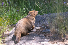 Marmota baibacina