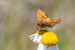 Melitaea latonigena