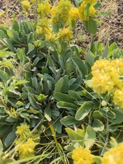 Eriogonum flavum