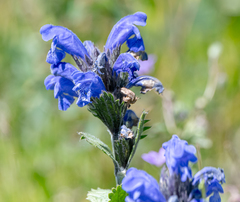 Dracocephalum grandiflorum